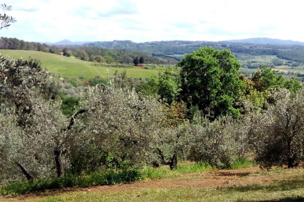 Casa Belvedere -Tranquillita Tra Bosco E Ulivi- Riparbella Extérieur photo
