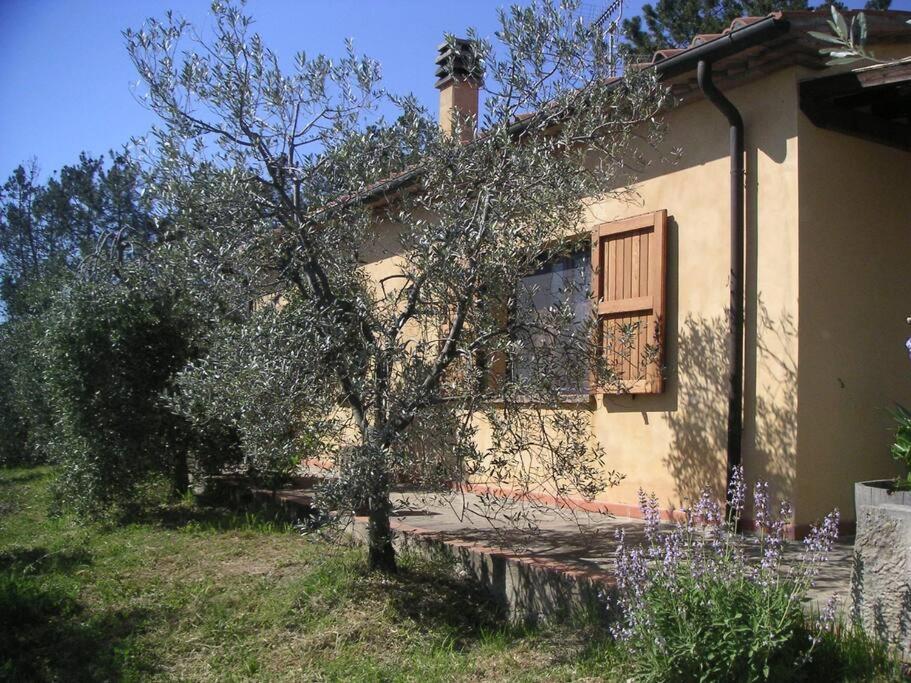 Casa Belvedere -Tranquillita Tra Bosco E Ulivi- Riparbella Extérieur photo
