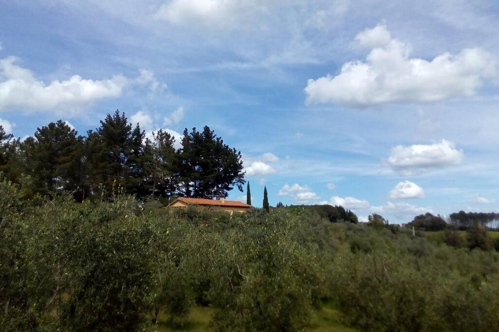 Casa Belvedere -Tranquillita Tra Bosco E Ulivi- Riparbella Extérieur photo